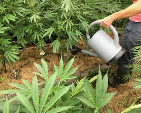 Weed, Grow, cannabis, automatic, RQS,