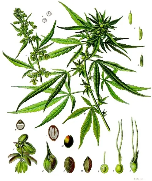 Cannabis, Sativa, 