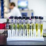 Cannabis, analyses, test, sécurité, consommateur,