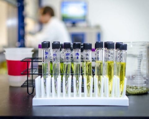 Cannabis, analyses, test, sécurité, consommateur,