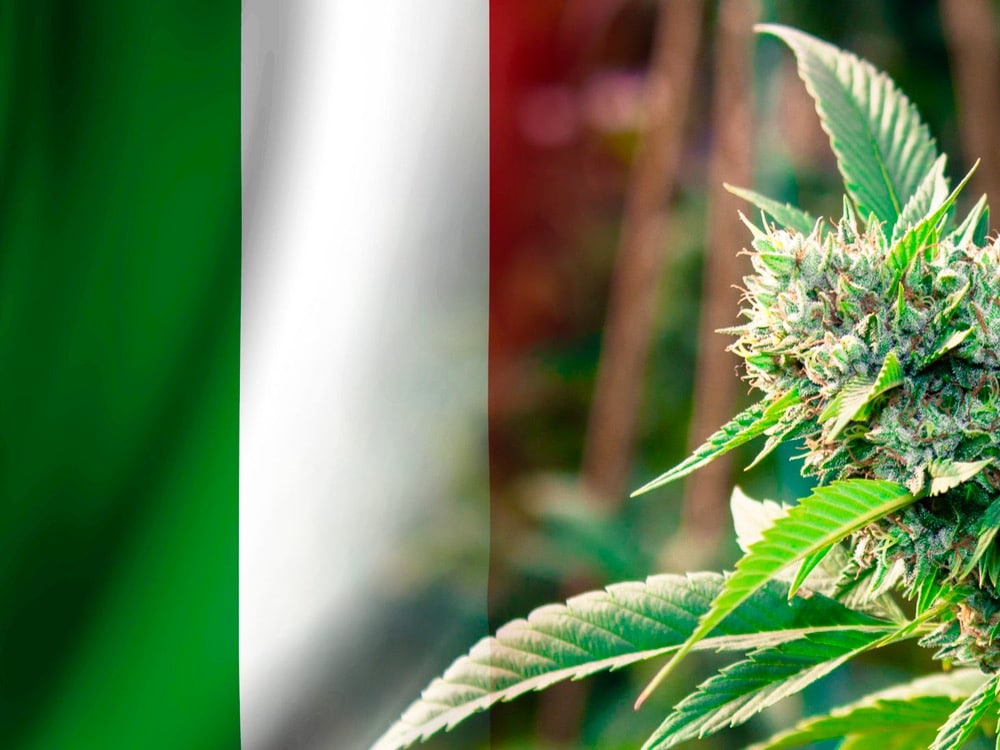 Italy, Cannabis, cure,