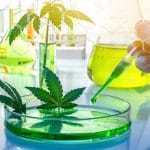 THC Delta-10, Cannabis, Weed,