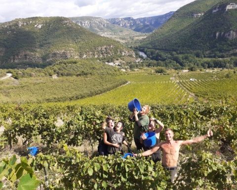 Vieux Noyer vendanges, l'étonnant, vin, CBD,