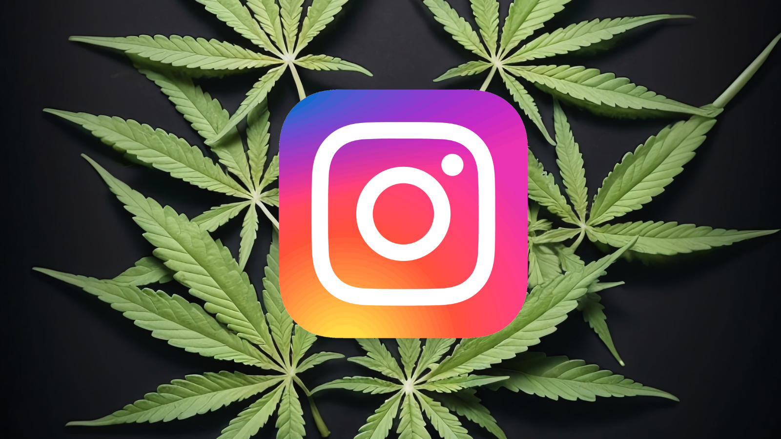 weed cbd avec logo instagram