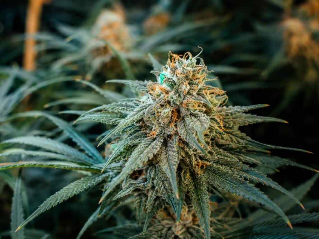 Haze, cannabis, variété