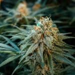 Haze, cannabis, variété