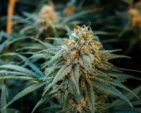 Haze, cannabis, variété