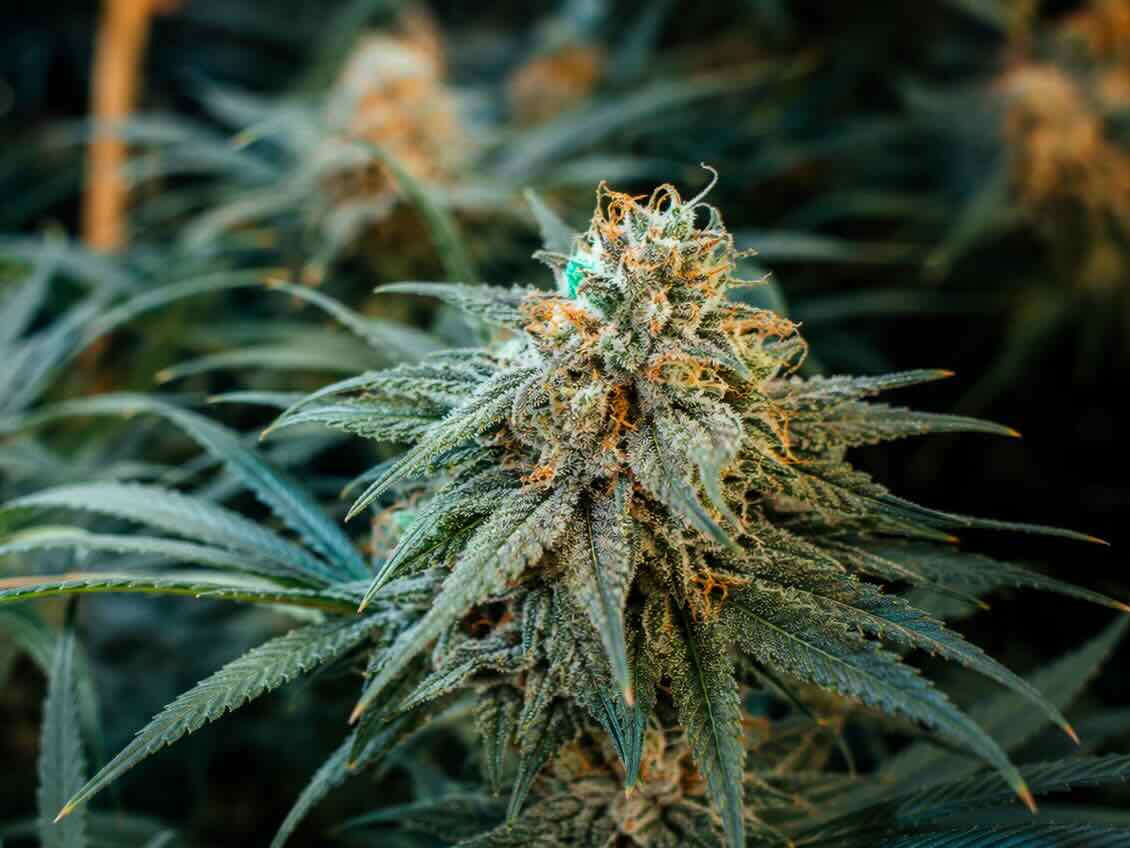 Haze, cannabis, variété