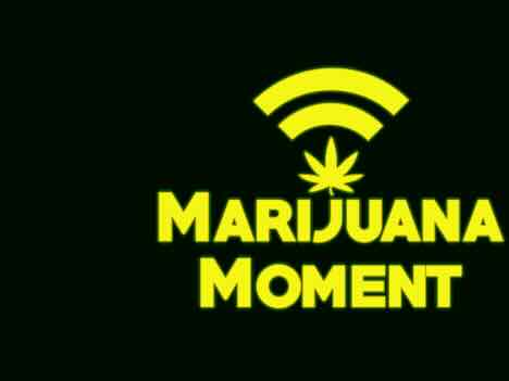 Marijuana moments, revue de presse