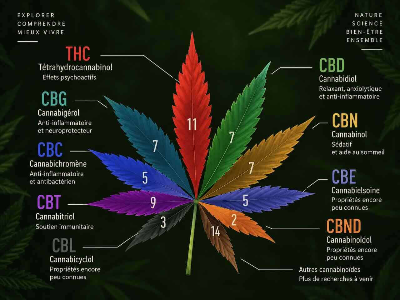 Cananbinoides, CBG, CBD, CBN